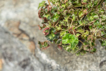 Load image into Gallery viewer, Gardens by the Bay - Plant Collection - Foliage Plants - Begonia 'Cathedral'_3