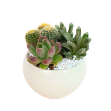 Load image into Gallery viewer, Gle Bold Bloom