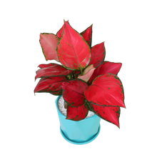 Load image into Gallery viewer, Gle Jubilee Red