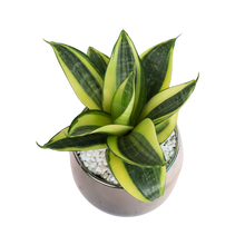 Load image into Gallery viewer, Gle Nature Bond
