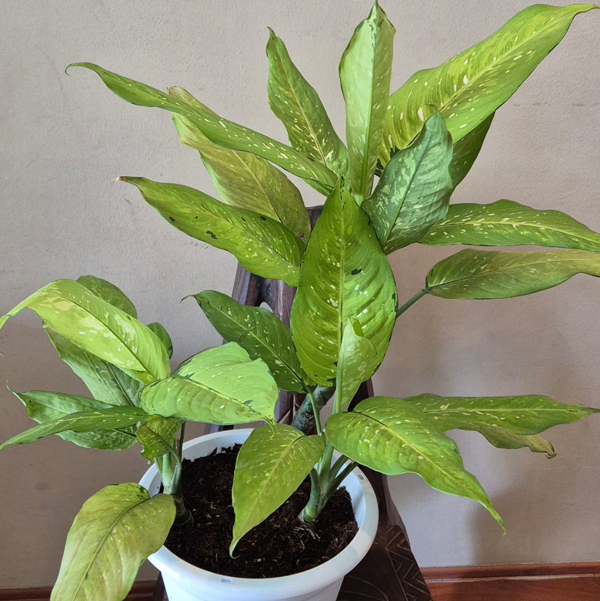 dieffenbachia maculata rudolph roehrs Gfp Dieffenbachia Maculata Rudolph Roehrs