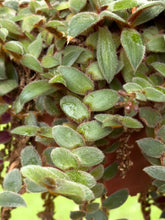 Load image into Gallery viewer, Gardens by the Bay - Plant Collection - Foliage Plants - Cyanotis beddomei_2