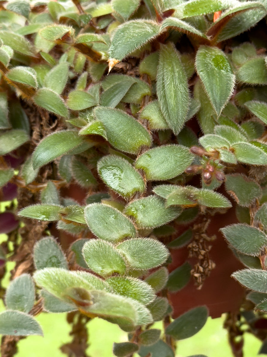 is teddy bear vine a succulent Gfp Cyanotis beddomei – Gardens by the Bay eShop