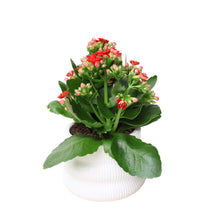 Load image into Gallery viewer, Gardens by the Bay - Plant Collection - Limited Edition - Treasure Pride