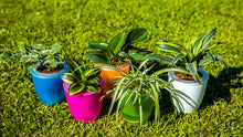 Load image into Gallery viewer, Gardens by the Bay - Plant DIY Collection - Air Purifying Plant in Self Watering Pot