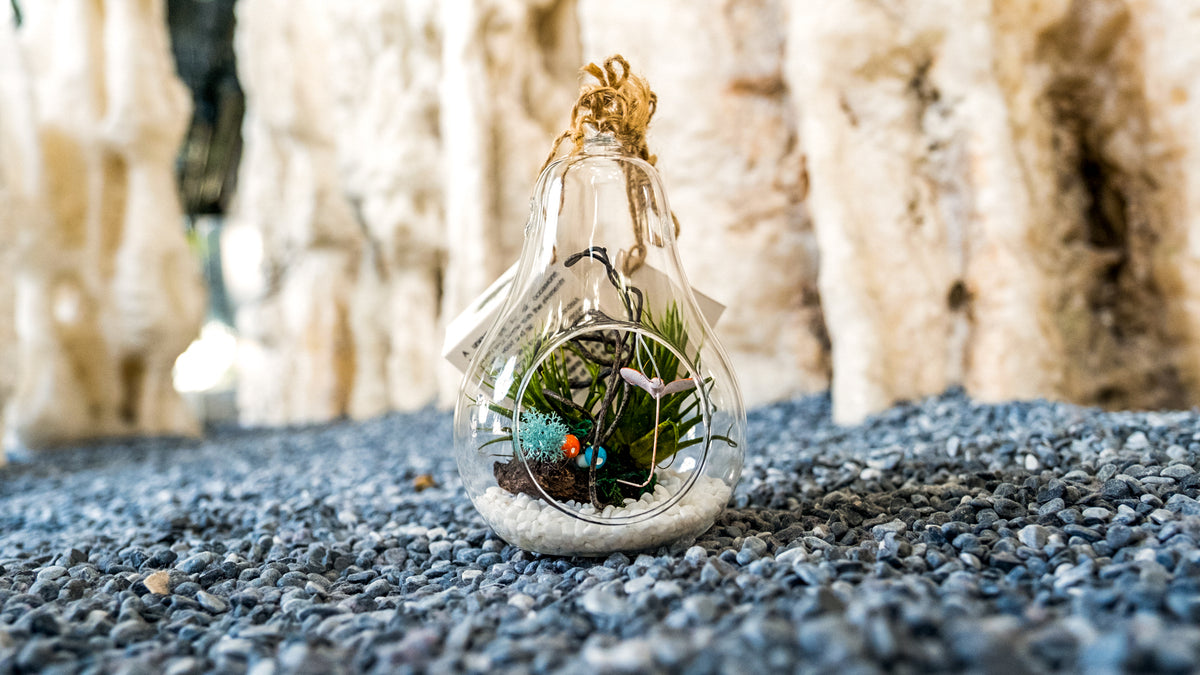Gapt Glass Ball Terrarium (Large) Gardens by the Bay