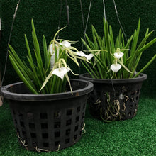 Load image into Gallery viewer, Gardens by the Bay - Orchid Collection - Hanging Orchids