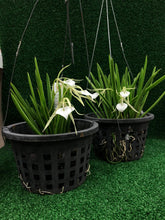 Load image into Gallery viewer, Gardens by the Bay - Orchid Collection - Hanging Orchids