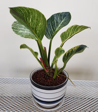 Load image into Gallery viewer, Gardens by the Bay - Plant Collection - Foliage Plants - Gfp Philodendron birkin in ceramic pot_2