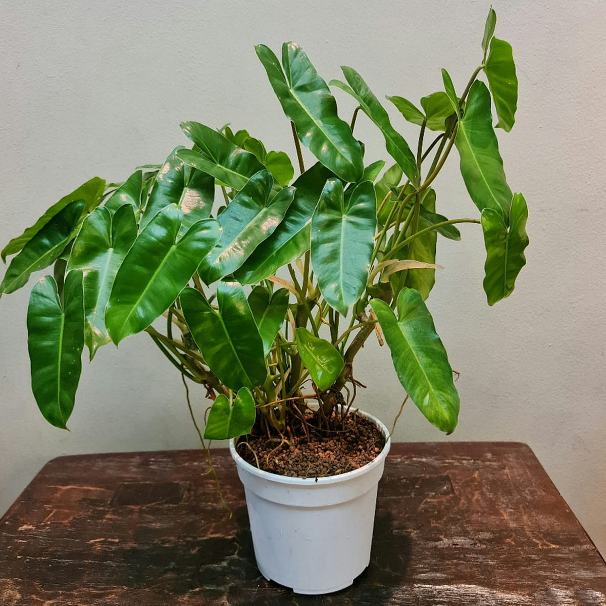 philodendron burle marx price philippines Gfp Philodendron Burle Marx in plastic pot