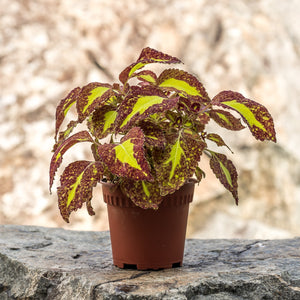Gardens by the Bay - Plant Collection - Foliage Plants - Coleus scutellarioides 'Saturn'_1