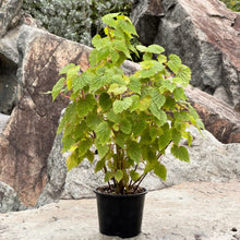 Load image into Gallery viewer, Gardens by the Bay - Plant Collection - Foliage Plants - Begonia &#39;Moon Maid&#39;
