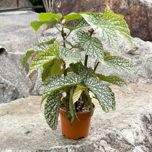 Gardens by the Bay - Plant Collection - Foliage Plants - Begonia 'Snow Capped'_1