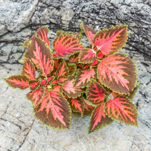 Gardens by the Bay - Plant Collection - Foliage Plants - Coleus 'Wizard Coral Sunrise'