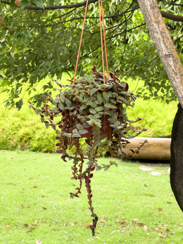 Gardens by the Bay - Plant Collection - Foliage Plants - Cyanotis beddomei_1