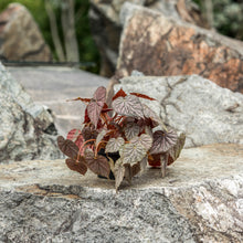 Load image into Gallery viewer, Gardens by the Bay - Plant Collection - Foliage Plants - Begonia &#39;Passing Storm&#39;
