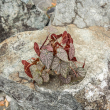 Load image into Gallery viewer, Gardens by the Bay - Plant Collection - Foliage Plants - Begonia &#39;Passing Storm&#39;_2
