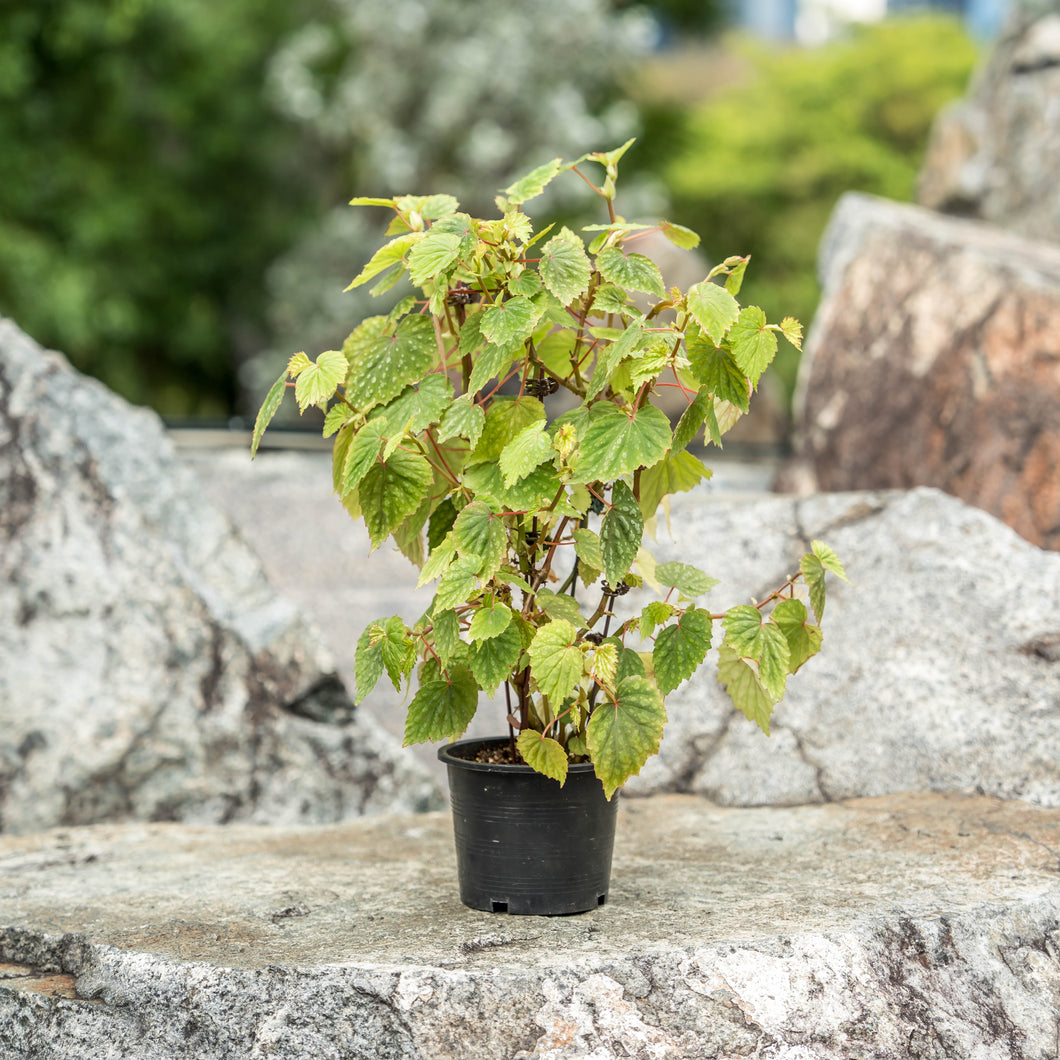 Gardens by the Bay - Plant Collection - Foliage Plants - Begonia 'Moon Maid'