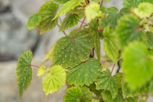 Load image into Gallery viewer, Gardens by the Bay - Plant Collection - Foliage Plants - Begonia &#39;Moon Maid&#39;_2
