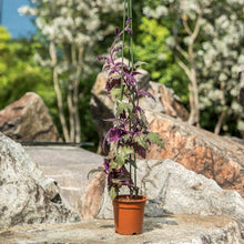 Load image into Gallery viewer, Gardens by the Bay - Plant Collection - Foliage Plants - Gynura aurantiaca_1
