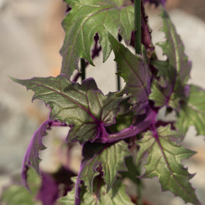 Gardens by the Bay - Plant Collection - Foliage Plants - Gynura aurantiaca_2