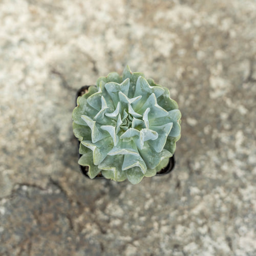 Gardens by the Bay - Plant Collection - Succulents and Cactus - Echeveria 'Topsy Turvy'