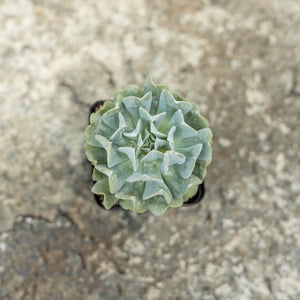 Gardens by the Bay - Plant Collection - Succulents and Cactus - Echeveria 'Topsy Turvy'