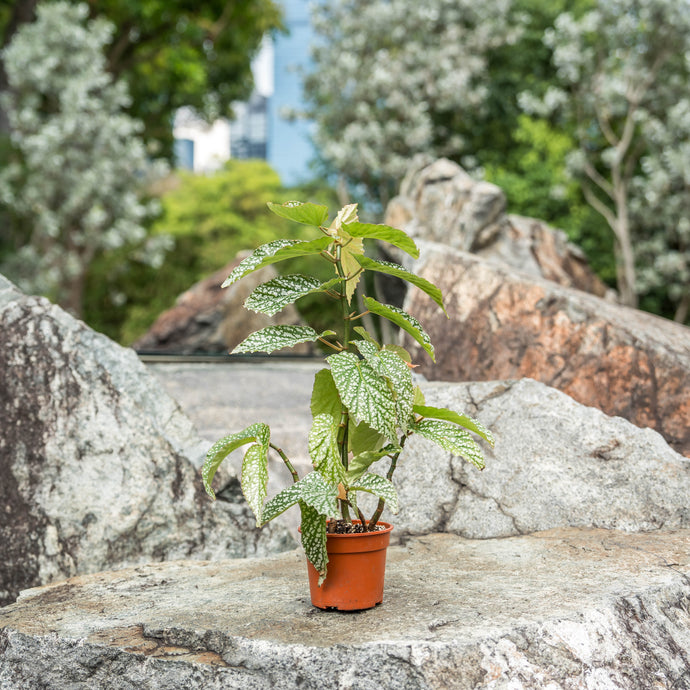 Gardens by the Bay - Plant Collection - Foliage Plants - Begonia 'Snowcapped'