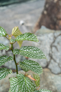 Gardens by the Bay - Plant Collection - Foliage Plants - Begonia 'Snowcapped'_2