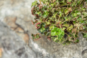 Gardens by the Bay - Plant Collection - Foliage Plants - Begonia 'Cathedral'_3