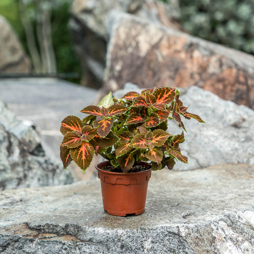 Gardens by the Bay - Plant Collection - Foliage Plants - Coleus 'Superfine Rainbow Festive Dance'