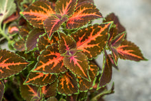 Load image into Gallery viewer, Gardens by the Bay - Plant Collection - Foliage Plants - Coleus &#39;Superfine Rainbow Festive Dance&#39;_3
