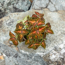 Load image into Gallery viewer, Gardens by the Bay - Plant Collection - Foliage Plants - Coleus &#39;Superfine Rainbow Festive Dance&#39;_2
