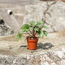 Load image into Gallery viewer, Gardens by the Bay - Plant Collection - Foliage Plants - Peperomia argyreia
