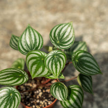 Load image into Gallery viewer, Gardens by the Bay - Plant Collection - Foliage Plants - Peperomia argyreia_2
