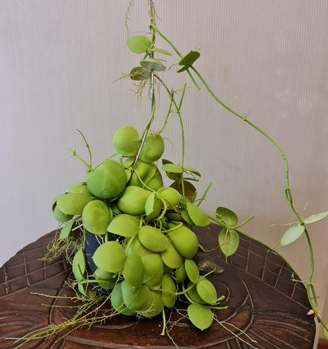 Gardens by the Bay - Plant Collection - Foliage Plants - Dischidia imbricata (Ant plant) in hanging pot