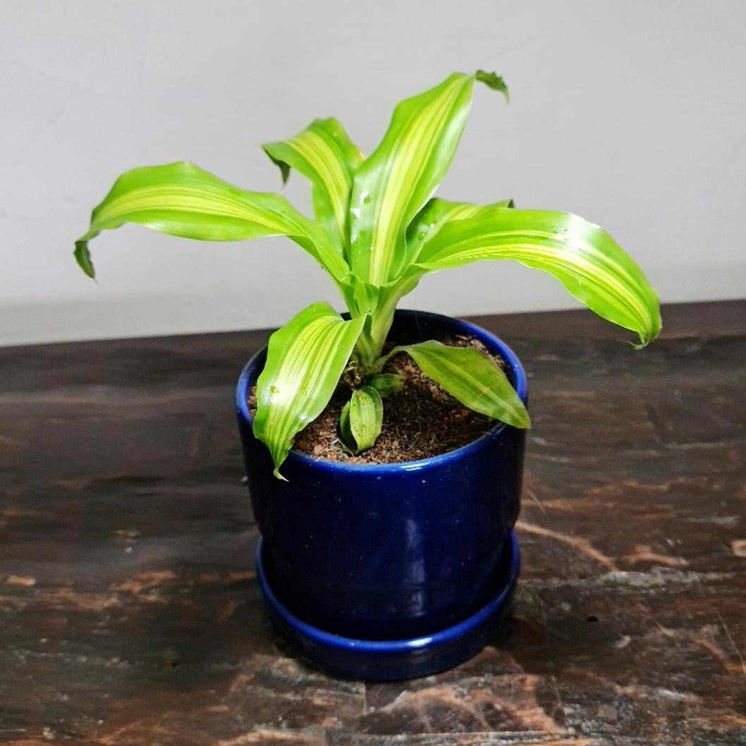 Gardens by the Bay - Plant Collection - Foliage Plants - Dracaena fragrans ‘massangeana’ in ceramic pot