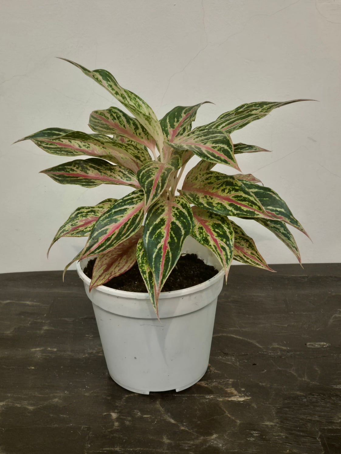 aglaonema legacy care Gfp Aglaonema Legacy