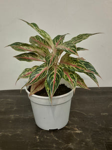 Gfp Aglaonema Legacy