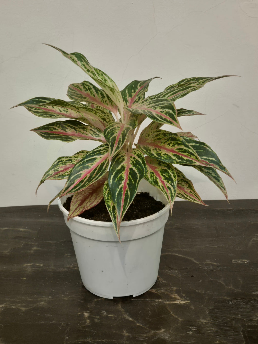 aglaonema white legacy Aglaonema Legacy – Gardens by the Bay eShop