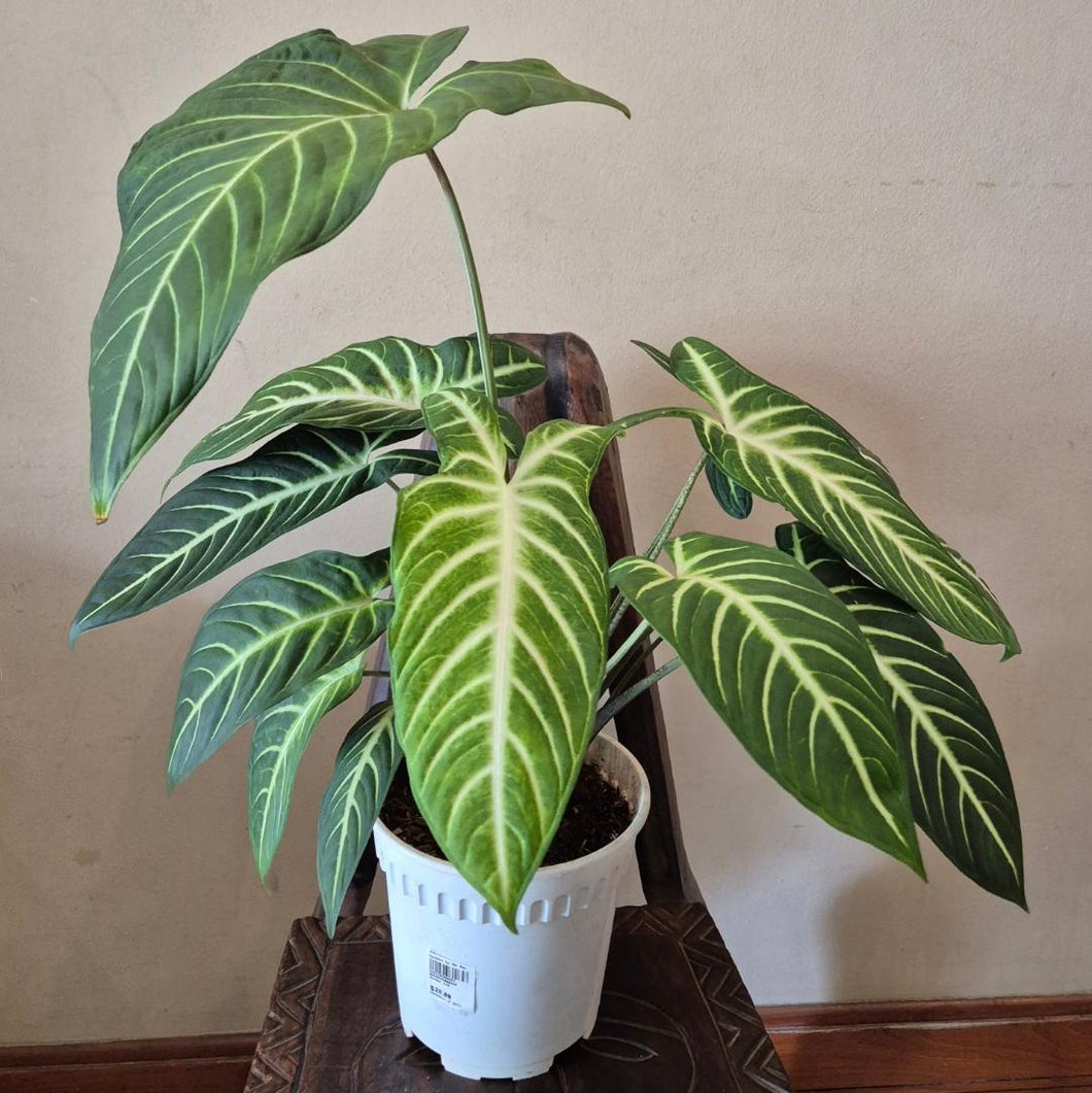 Gfp Caladium Lindenii – Gardens by the Bay eShop