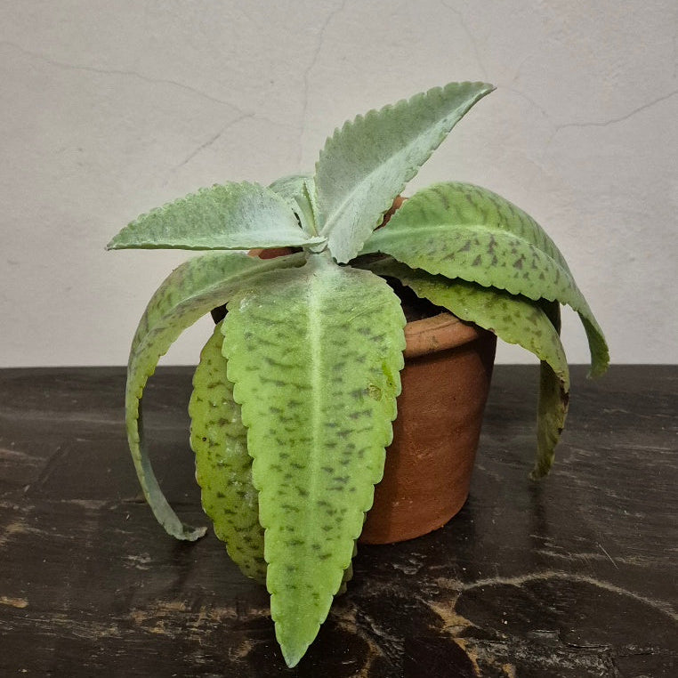 Gfp Kalanchoe gastonis-bonnieri in terracotta pot