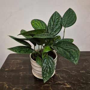Gfp Monstera Peru in ceramic pot