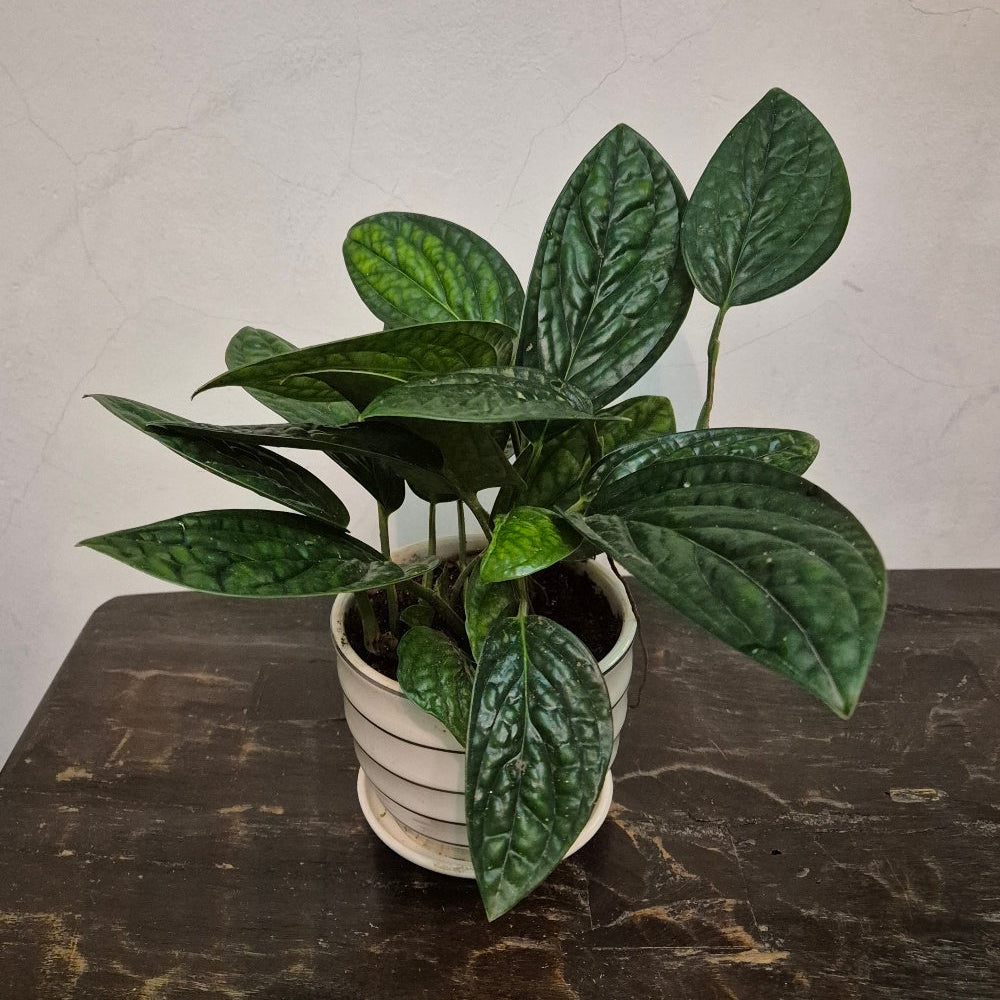 Gfp Monstera Peru in ceramic pot