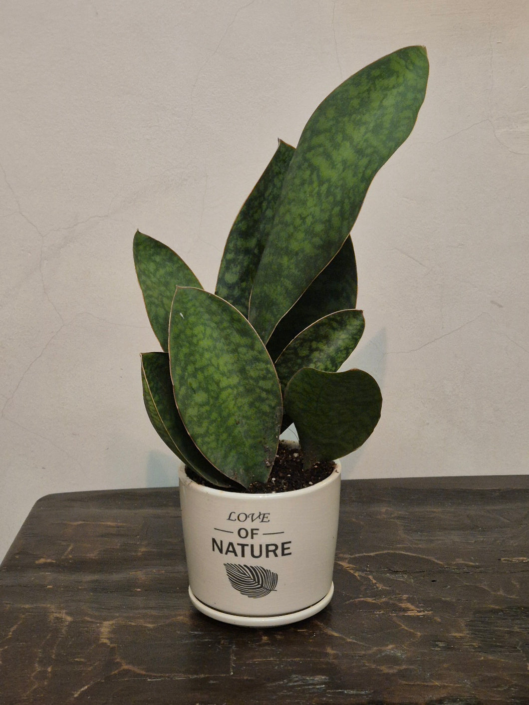 Gfp Sansevieria masoniana in ceramic pot (B)