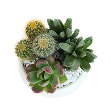 Load image into Gallery viewer, Gle Bold Bloom
