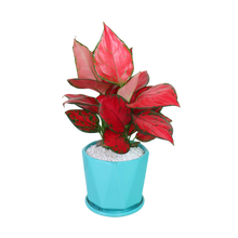 Load image into Gallery viewer, Gle Jubilee Red
