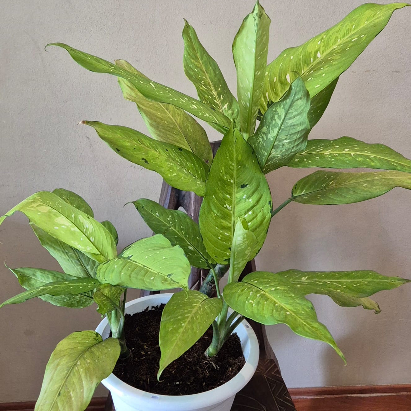 dieffenbachia rudolph Gfp Dieffenbachia Maculata Rudolph Roehrs