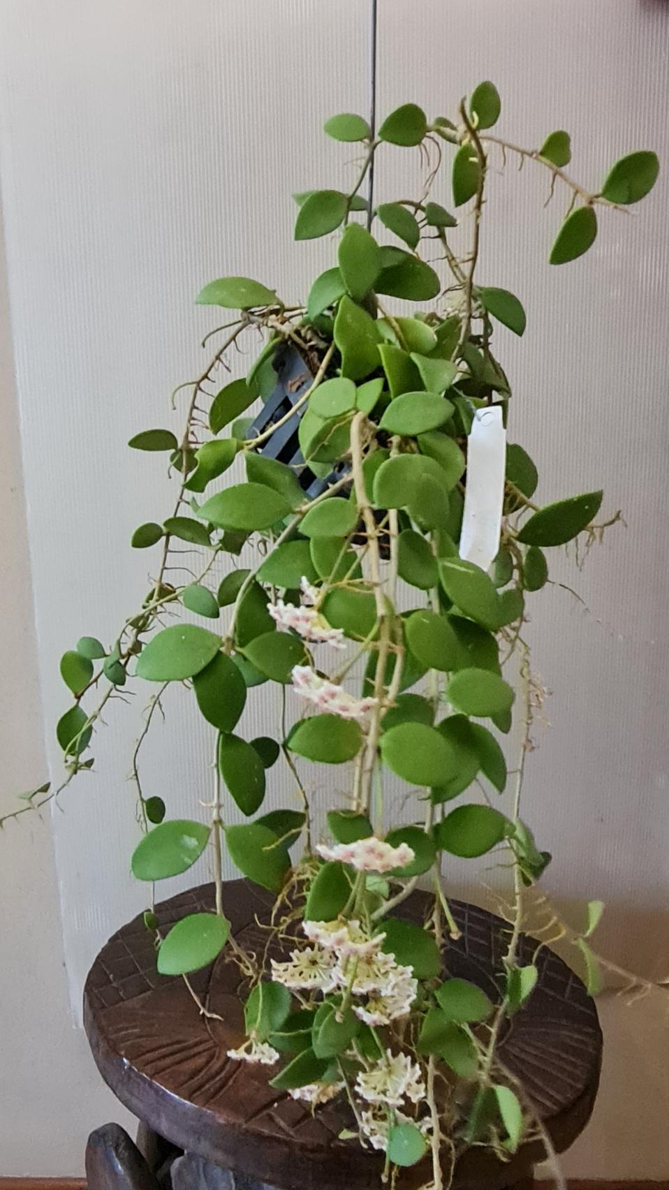 Gardens by the Bay - Plant Collection - Foliage Plants - Hoya Nummularioides in hanging pot