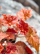 Load image into Gallery viewer, Gardens by the Bay - Plant Collection - Foliage Plants - Begonia &#39;Autumn Ember&#39;_3
